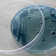 Illustration for article titled Petri Dish Soap Cleanses E. coli With E. coli